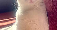 Mccaffrey is registered to the contest to win money with this photo: cat, white_cat, gray_cat, pet, indoor, sunlight, couch, red_couch, window_light, relaxing, feline, animal, whiskers, ears, fur, domestic_cat, cute, closeup, portrait, resting