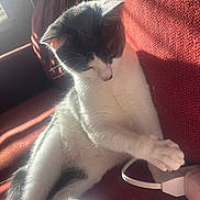 Mccaffrey is registered to the contest to win money with this photo: cat, black_and_white_cat, indoor, sunlight, red_couch, furniture, paw, window_light, relaxed, pet, domestic_animal, curious, playful, electrical_plug, cozy, fur, whiskers, animal, resting, household