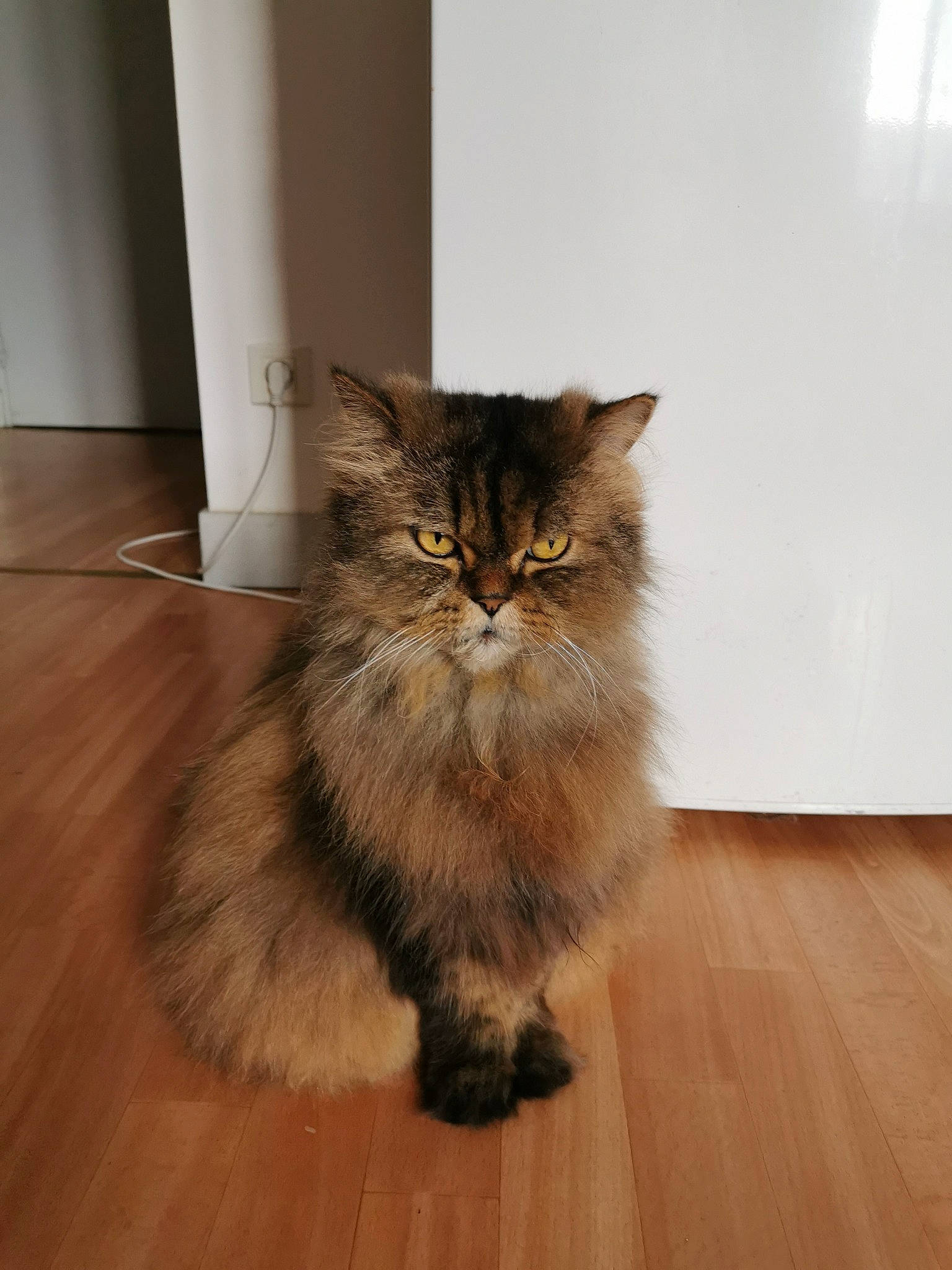 Basile a rejoint le concours — aidez-le/la à gagner de superbes lots ! asian_semi_longhair, british_longhair, british_semi_longhair, carnivore, cat, domestic_long_haired_cat, felidae, floor, flooring, fur, hardwood, maine_coon, mammal, norwegian_forest_cat, persian, ragamuffin, siberian, small_to_medium_sized_cats, whiskers, wood