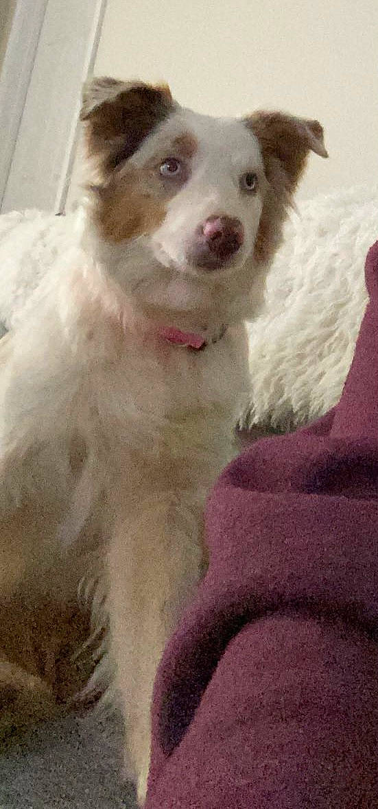 Gypsie is registered to the contest to win money with this photo: ancient_dog_breeds, canidae, carnivore, companion_dog, dog, dog_breed, fang, fur, sporting_group, terrestrial_animal, whiskers, working_animal, working_dog