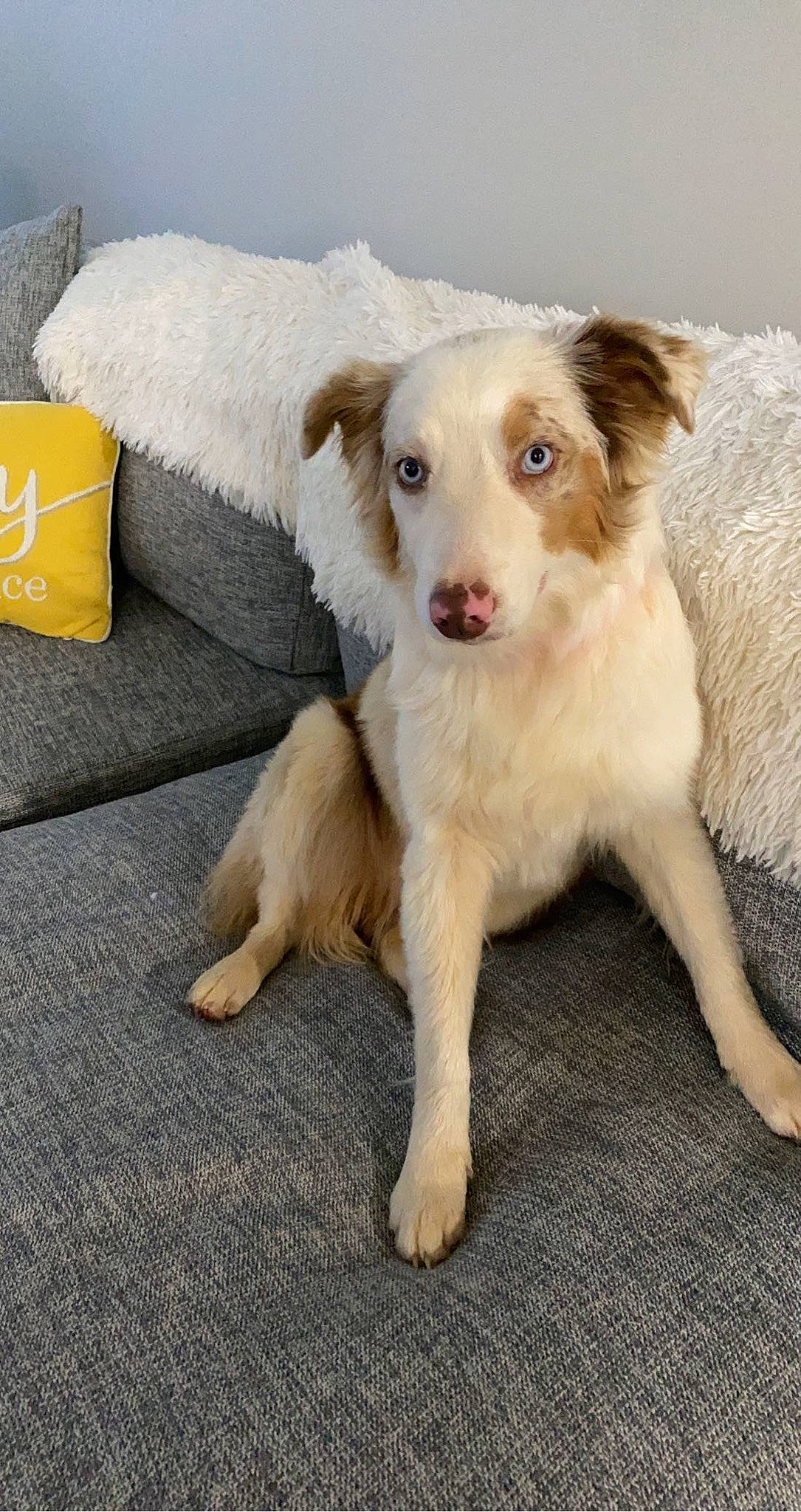 Gypsie joined the competition — help win amazing prizes! canidae, carnivore, companion_dog, couch, dog, dog_breed, fawn, fur, jaw, paw, puppy, snout, sporting_group, street_dog, tail, terrestrial_animal, whiskers, wood, working_animal, working_dog