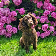 Sweety participe au concours pour gagner de l'argent avec cette photo : dog, brown_dog, grass, flower, pink_flower, hydrangea, outdoor, pet, cute, playful, floppy_ears, nature, summer, garden, green, animal, tongue_out, head_tilt, sunlight, leaf