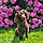 Sweety