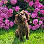 dog, brown_dog, grass, flower, pink_flower, hydrangea, outdoor, pet, cute, playful, floppy_ears, nature, summer, garden, green, animal, tongue_out, head_tilt, sunlight, leaf