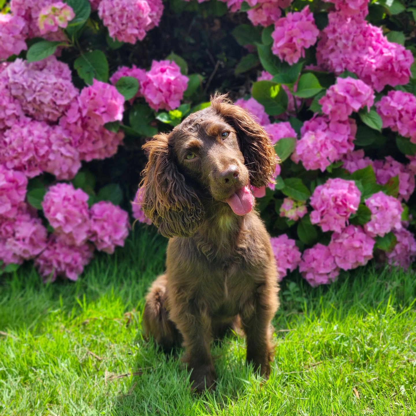 Sweety participe au concours pour gagner de l'argent avec cette photo : animal, brown_dog, cute, dog, floppy_ears, flower, garden, grass, green, head_tilt, hydrangea, leaf, nature, outdoor, pet, pink_flower, playful, summer, sunlight, tongue_out