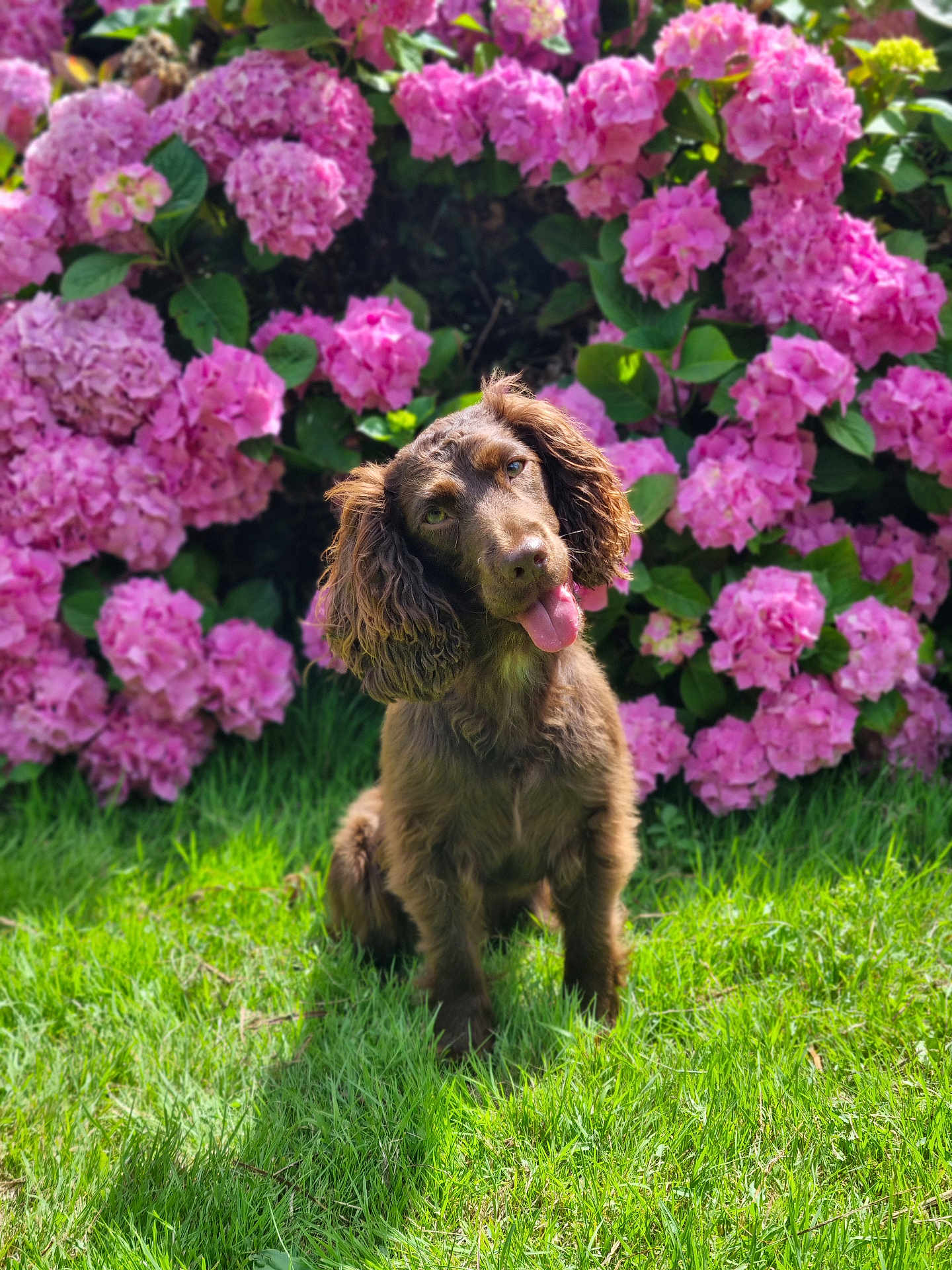 Sweety participe au concours pour gagner de l'argent avec cette photo : dog, brown_dog, grass, flower, pink_flower, hydrangea, outdoor, pet, cute, playful, floppy_ears, nature, summer, garden, green, animal, tongue_out, head_tilt, sunlight, leaf