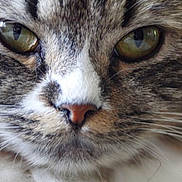 Kiwi joined the competition — help win amazing prizes! animal, black_borders, cat, centered, close_up, detailed, eyes, face, fur, green_eyes, indoors, intense_gaze, muzzle, nose, pet, photography, portrait, striped_fur, tabby_cat, whiskers