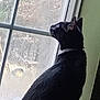 Magic Maggie is registered to the contest to win money with this photo: cat, black_cat, window, indoor, animal, pet, curious, side_view, daylight, looking_out, feline, whiskers, ears, collar, quiet, still_life, domestic_cat, house, glass, reflection