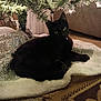 black_cat, cat, christmas_tree, tree_skirt, indoor, carpet, holiday, decorations, sparkle, greenery, feline, pet, animal, relaxing, cozy, domestic, soft_lighting, floor, home, festive