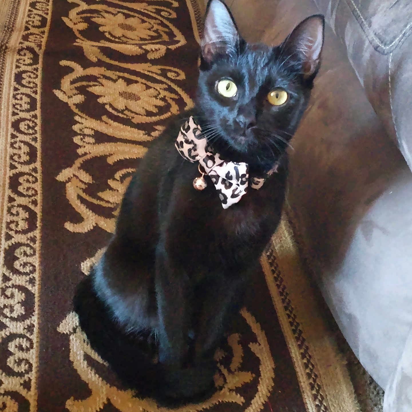 Magic Maggie joined the competition — help win amazing prizes! alert, animal, bell, black_cat, bow_tie, carpet, cat, cute, domestic_cat, ears, feline, fur, household, indoor, patterned_rug, pet, portrait, sitting, whiskers, yellow_eyes