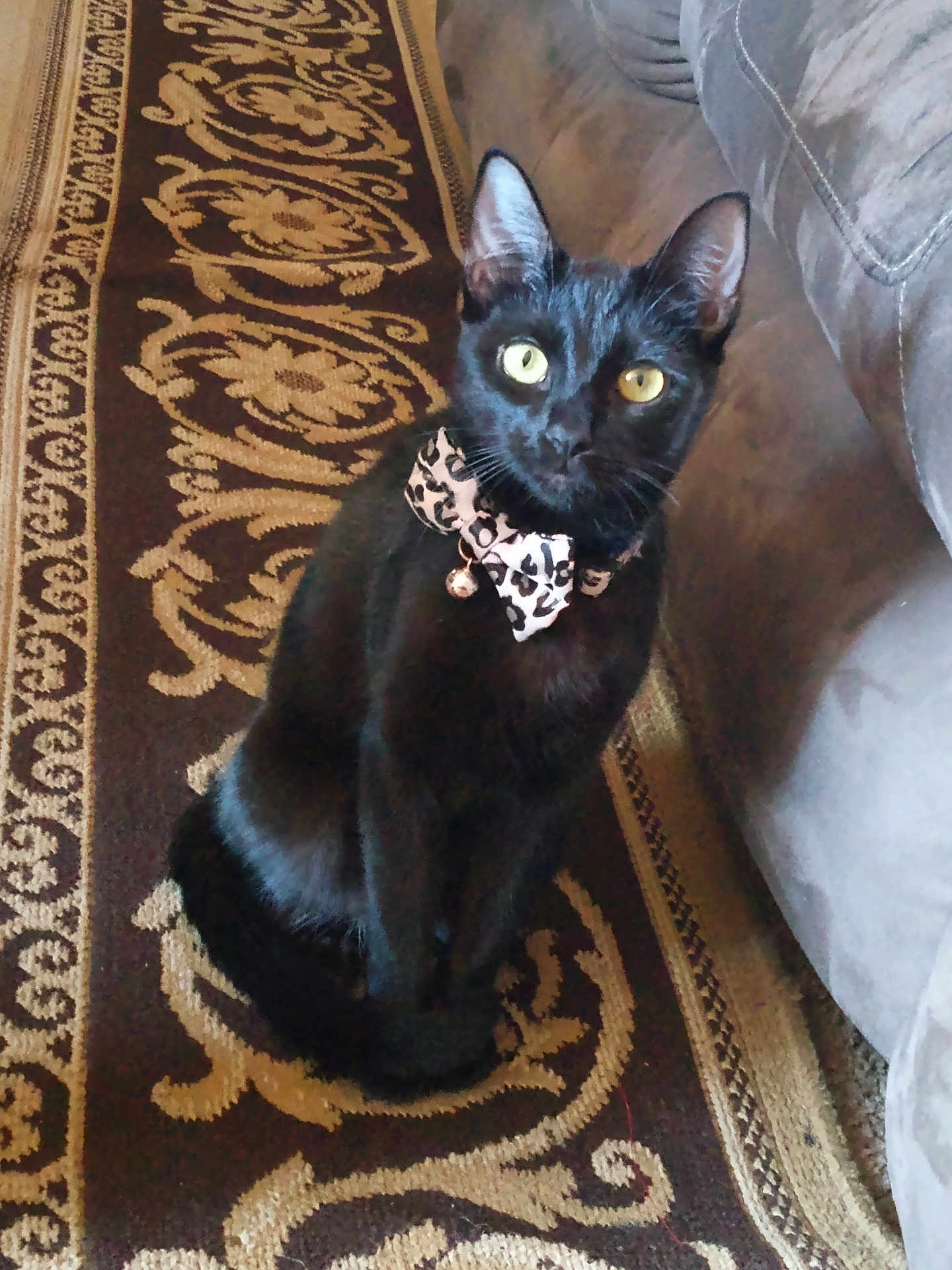 Magic Maggie joined the competition — help win amazing prizes! cat, black_cat, bow_tie, pet, indoor, carpet, patterned_rug, feline, animal, portrait, sitting, yellow_eyes, cute, domestic_cat, whiskers, ears, fur, alert, household, bell