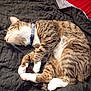 animal, bed, blanket, cat, collar, cozy, curled_up, cute, domestic_animal, feline, fur, indoor, paws, pet, pink_paw_pads, relaxing, resting, sleeping, tabby, whiskers