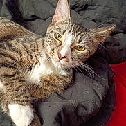 Ms Frizzle is registered to the contest to win money with this photo: animal, blanket, cat, closeup, cozy, cute, domestic_animal, feline, fur, green_eyes, indoor, paws, pet, portrait, relaxed, resting, sleepy, soft, tabby, whiskers