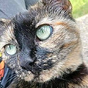 Snooki joined the competition — help win amazing prizes! cat, close_up, tortoiseshell, green_eyes, face, fur, whiskers, pet, animal, outdoor, portrait, cute, feline, mammal, nature, looking_away, focused, soft_light, detail, curious