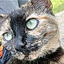 cat, close_up, tortoiseshell, green_eyes, face, fur, whiskers, pet, animal, outdoor, portrait, cute, feline, mammal, nature, looking_away, focused, soft_light, detail, curious