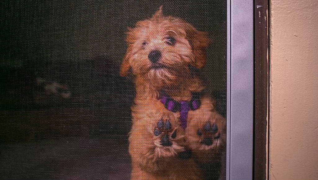 Hadi joined the competition — help win amazing prizes! canidae, carnivore, companion_dog, dog, dog_breed, dog_supply, fawn, fur, liver, maltepoo, pet_supply, small_terrier, snout, sporting_group, terrestrial_animal, terrier, toy, toy_dog, wood, working_animal