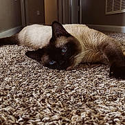 Bear is registered to the contest to win money with this photo: cat, siamese_cat, indoor, carpet, hallway, relaxed, pet, animal, feline, blue_eyes, cream_fur, lying_down, close_up, texture, soft_light, home, domestic_animal, resting, floor, cozy