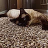 cat, siamese_cat, indoor, carpet, hallway, relaxed, pet, animal, feline, blue_eyes, cream_fur, lying_down, close_up, texture, soft_light, home, domestic_animal, resting, floor, cozy
