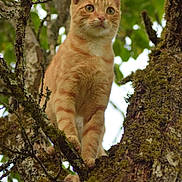 Garfield participe au concours pour gagner de l'argent avec cette photo : animal, cat, ears, eyes, face, feline, forest, ginger_cat, leaves, moss, nature, orange_fur, perched, pet, portrait, sitting, tree, tree_branch, whiskers, woodland