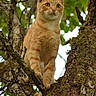 animal, cat, ears, eyes, face, feline, forest, ginger_cat, leaves, moss, nature, orange_fur, perched, pet, portrait, sitting, tree, tree_branch, whiskers, woodland