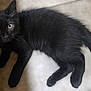 black_cat, kitten, pet, animal, fur, whiskers, tail, eyes, floor, tile, cute, domestic_cat, indoor, young_animal, playful, feline, looking_up, four_legs, close_up, mammal