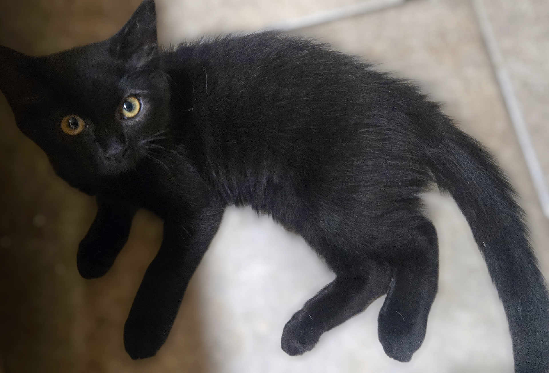 Olive is registered to the contest to win money with this photo: black_cat, kitten, pet, animal, fur, whiskers, tail, eyes, floor, tile, cute, domestic_cat, indoor, young_animal, playful, feline, looking_up, four_legs, close_up, mammal