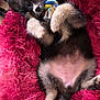 puppy, dog, toy, rope, pink_bed, furry, pet, cute, playful, animal, lying_down, indoor, floor, small_puppy, black_fur, white_paws, blue_eyes, young_dog, fluffy, relaxed