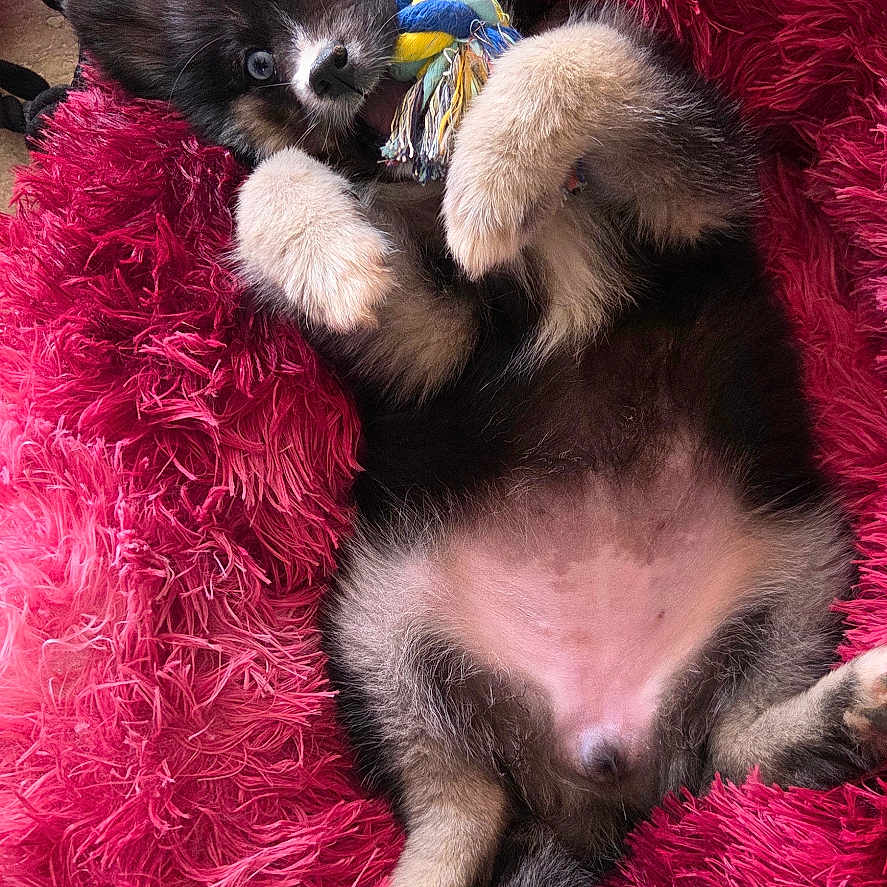 Yooka participe au concours pour gagner de l'argent avec cette photo : animal, black_fur, blue_eyes, cute, dog, floor, fluffy, furry, indoor, lying_down, pet, pink_bed, playful, puppy, relaxed, rope, small_puppy, toy, white_paws, young_dog