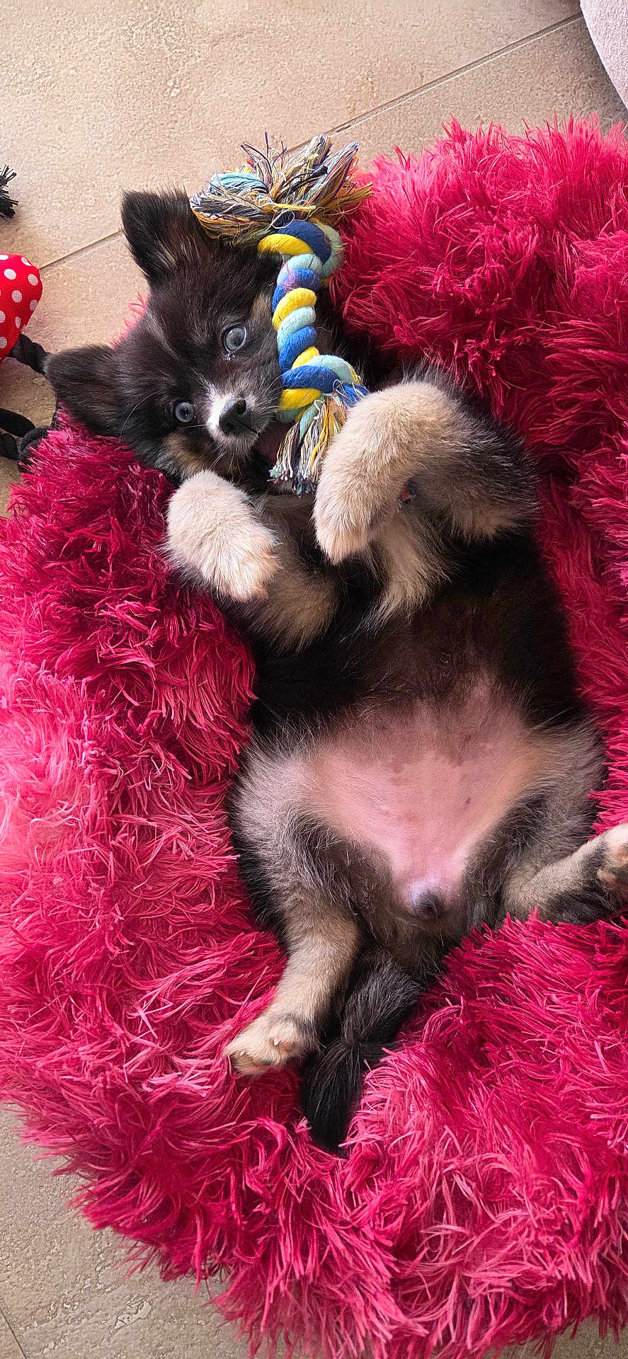 Yooka participe au concours pour gagner de l'argent avec cette photo : puppy, dog, toy, rope, pink_bed, furry, pet, cute, playful, animal, lying_down, indoor, floor, small_puppy, black_fur, white_paws, blue_eyes, young_dog, fluffy, relaxed