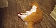 Marmalade joined the competition — help win amazing prizes! cat, orange_cat, white_cat, floor, wood_floor, hallway, laundry_basket, toy, string, door, wall, indoor, pet, playing, animal, feline, tail, home, relaxed, domestic