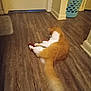 cat, orange_cat, white_cat, floor, wood_floor, hallway, laundry_basket, toy, string, door, wall, indoor, pet, playing, animal, feline, tail, home, relaxed, domestic