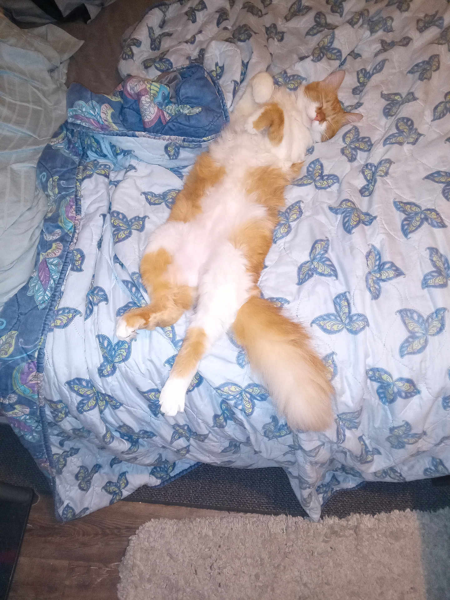 Marmalade