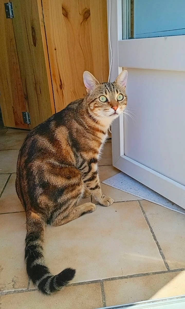 Flâme a rejoint le concours — aidez-le/la à gagner de superbes lots ! carnivore, cat, domestic_short_haired_cat, door, felidae, fixture, floor, flooring, foot, fur, hardwood, paw, sitting, small_to_medium_sized_cats, snout, tail, terrestrial_animal, whiskers, window, wood