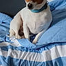 Pongo a rejoint le concours — aidez-le/la à gagner de superbes lots ! dog, jack_russell, pet, canine, sitting, bed, bedroom, blanket, bedding, blue, striped, collar, white_fur, brown_patches, floppy_ears, short_hair, indoors, portrait, cute, relaxed