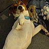 dog, puppy, pet, animal, lying_down, belly_up, floppy_ears, brown_and_white, collar, blue_collar, paws, snout, eyes, portrait, indoor, couch, cushion, floral_pattern, living_room, funny