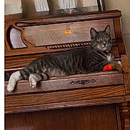 Stevy is registered to the contest to win money with this photo: cat, tabby_cat, piano, wooden_furniture, indoor, plant, lamp, toy, collar, pet, relaxed, feline, animal, home, brown, gray, white_paws, curious, resting, cozy