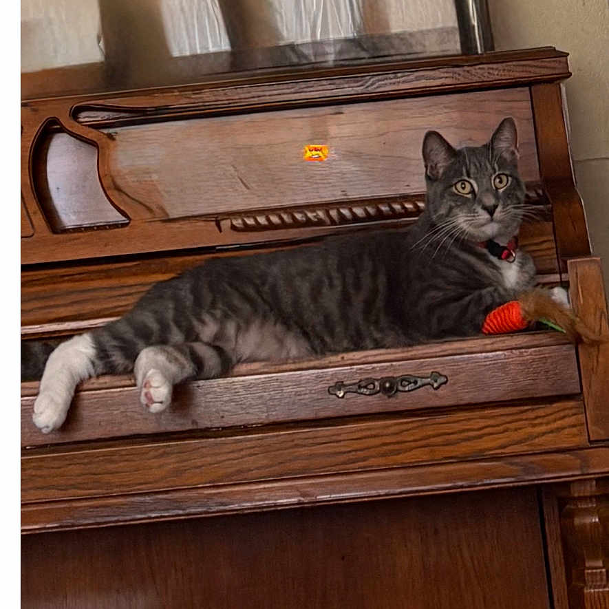 Stevy is registered to the contest to win money with this photo: animal, brown, cat, collar, cozy, curious, feline, gray, home, indoor, lamp, pet, piano, plant, relaxed, resting, tabby_cat, toy, white_paws, wooden_furniture