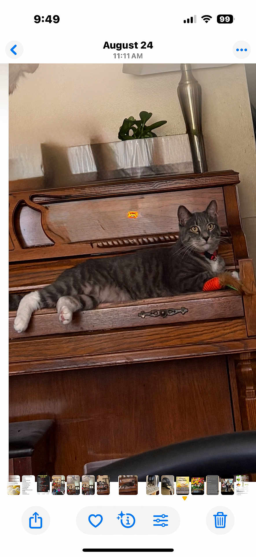 Stevy is registered to the contest to win money with this photo: cat, tabby_cat, piano, wooden_furniture, indoor, plant, lamp, toy, collar, pet, relaxed, feline, animal, home, brown, gray, white_paws, curious, resting, cozy