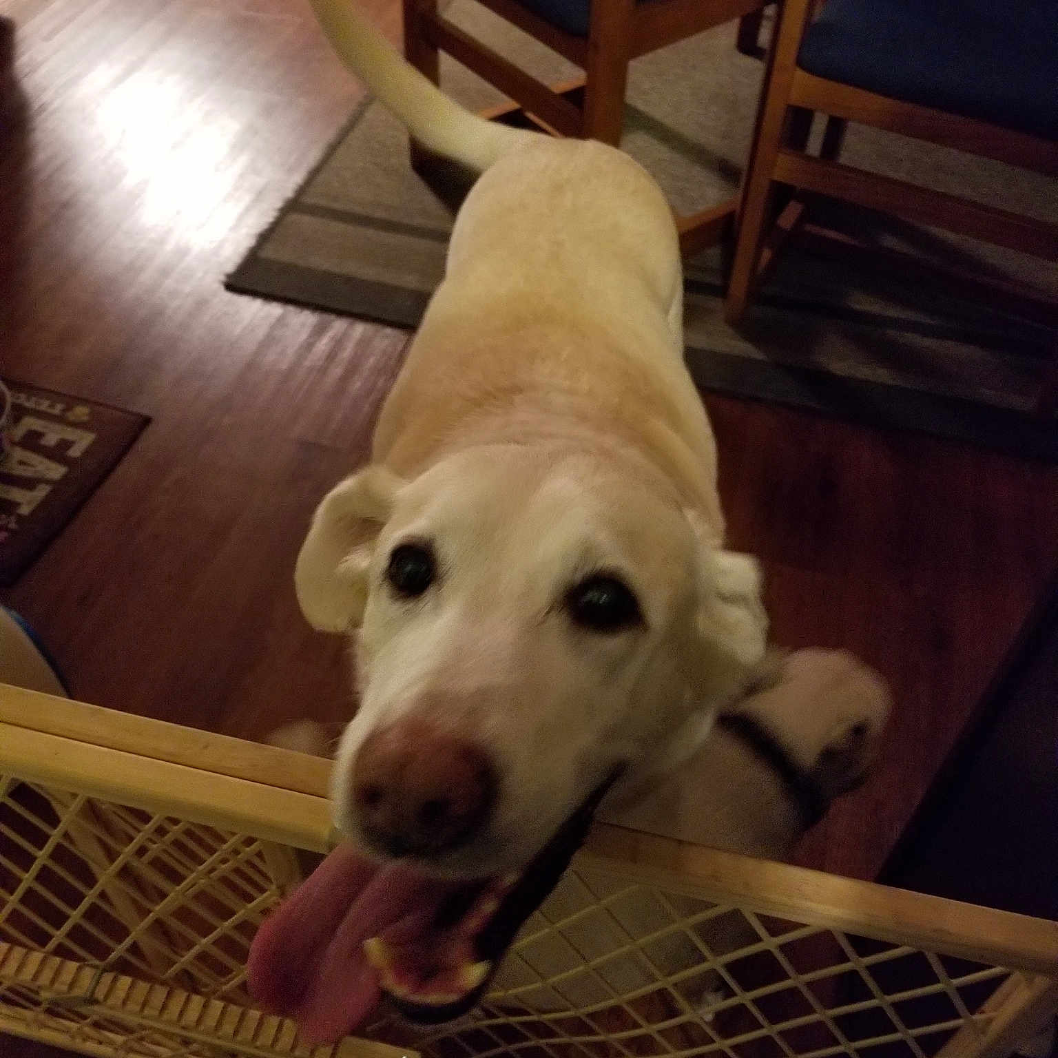 Hanna joined the competition — help win amazing prizes! canidae, carnivore, companion_dog, dog, dog_breed, dogo_argentino, fawn, floor, flooring, labrador_retriever, mammal, non_sporting_group, nose, puppy, retriever, sporting_group, vertebrate