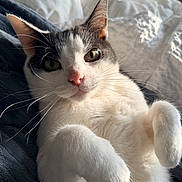 Chili is registered to the contest to win money with this photo: cat, pet, animal, feline, whiskers, paws, bed, blanket, fur, closeup, cute, indoor, resting, curious, portrait, soft_light, cozy, white, gray, relaxed