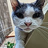Chili is registered to the contest to win money with this photo: cat, whiskers, close_up, curious, indoor, outdoor, pet, animal, feline, face, ears, nose, eyes, collar, fur, portrait, houseplant, wall, floor, light