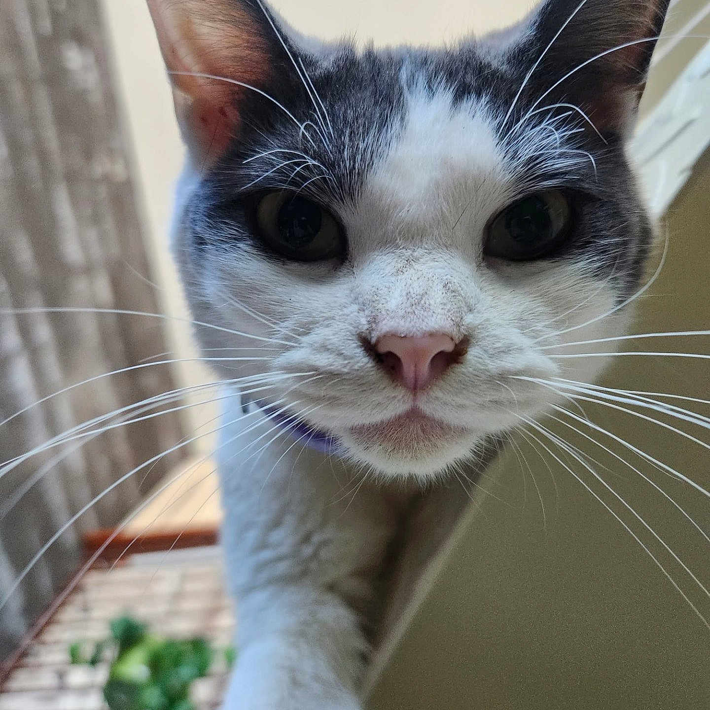 Chili is registered to the contest to win money with this photo: cat, whiskers, close_up, curious, indoor, outdoor, pet, animal, feline, face, ears, nose, eyes, collar, fur, portrait, houseplant, wall, floor, light