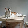 Bébé participe au concours pour gagner de l'argent avec cette photo : cat, orange_and_white_cat, table, wooden_table, indoor, floor, power_strip, electrical_cords, relaxed, pet, feline, looking_up, curious, home_interior, wall, wood_floor, domestic_animal, four_legs, fur, whiskers