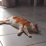 Bébé a rejoint le concours — aidez-le/la à gagner de superbes lots ! cat, orange_cat, white_cat, lying_down, floor, tiled_floor, indoor, pet, animal, relaxing, lazy, sleepy, fur, domestic_cat, side_view, quiet, home, resting, natural_light, shadow