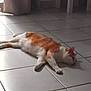 cat, orange_cat, white_cat, lying_down, floor, tiled_floor, indoor, pet, animal, relaxing, lazy, sleepy, fur, domestic_cat, side_view, quiet, home, resting, natural_light, shadow
