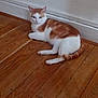 Bébé participe au concours pour gagner de l'argent avec cette photo : cat, orange_and_white, lounging, wooden_floor, indoor, pet, animal, feline, relaxed, curious, floor, white_wall, domestic, resting, quiet, calm, cute, fur, whiskers, ears