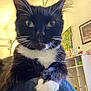 Spooky joined the competition — help win amazing prizes! cat, tuxedo_cat, close_up, indoor, green_eyes, whiskers, feline, pet, black_and_white, paw, fur, animal, domestic_cat, portrait, household, furniture, decor, tapestry, relaxed, curious