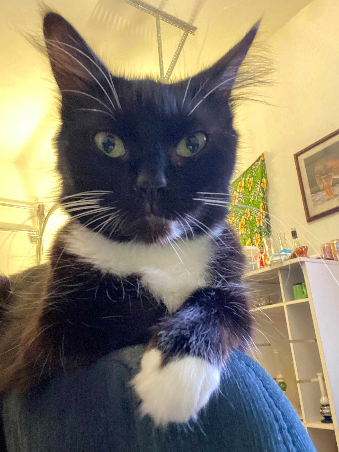 Spooky joined the competition — help win amazing prizes! cat, tuxedo_cat, close_up, indoor, green_eyes, whiskers, feline, pet, black_and_white, paw, fur, animal, domestic_cat, portrait, household, furniture, decor, tapestry, relaxed, curious