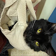 Spooky is registered to the contest to win money with this photo: cat, black_cat, white_paws, yellow_eyes, tote_bag, hand, indoor, floor, tile_floor, pet, animal, curious, close_up, whiskers, ears, claws, domestic_cat, playful, holding, person