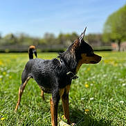 Heiko participe au concours pour gagner de l'argent avec cette photo : dog, grass, outdoor, sunny, blue_sky, stick, pet, animal, collar, field, nature, canine, daylight, green, mammal, young_dog, alert, standing, side_view, summer